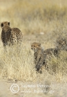 Cheetah and young