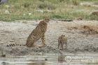 Cheetah and young 