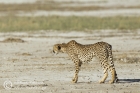 Cheetah chase 