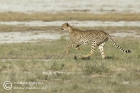 Cheetah chase 