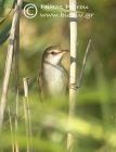 Eurasian Reed Warbler