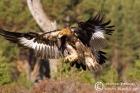 Golden Eagle juvenile