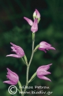 Cephalanthera rubra (L.) Richard