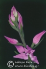 Cephalanthera rubra (L.) Richard