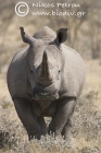White Rhino male