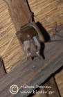 Angola Hairy Bat