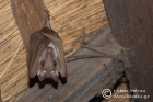 Angola Hairy Bat
