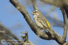 White-throated Canary
