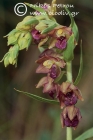Epipactis densifolia