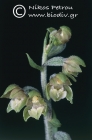Epipactis microphylla 