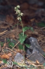 Epipactis olympica 