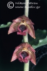 Epipactis turcica