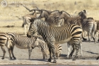 Equus hartmannae (Hartmann's Mountain Zebra)