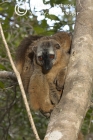 Red-fronted Brown Lemur