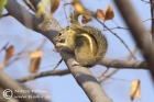 Striped Tree Squirrel