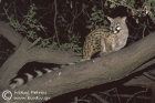 Small-spotted Genet