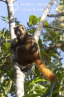 Golden Bamboo Lemur