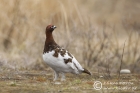 Willow grouse