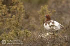Willow grouse