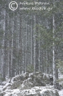 Snowfall in Black Pine forest
