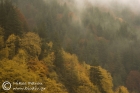 Autumn colours in Vathirema ravine