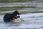 Spottednecked Otter
