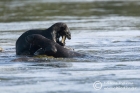 Spottednecked Otter