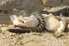 zebra-snake