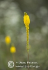 Bulbinella latifolia