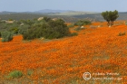 Namaqualand flowers