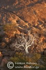 Shepherd's Tree, Twyfelfontein