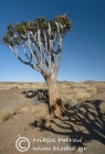 Quiver Trees in Namib-Naukluft National Park
