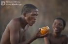 Sharing a monkey orange
