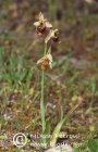Ophrys andria