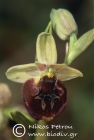 Ophrys andria