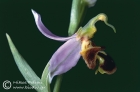 Ophrys apifera 