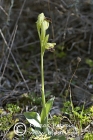 Ophrys astypalaeica