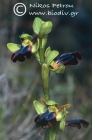 Ophrys astypalaeica