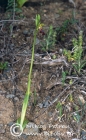 Ophrys attaviria 