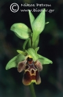 Ophrys attica 