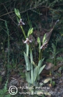 Ophrys bicornis 