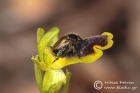Genus Ophrys