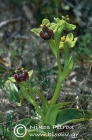 Ophrys bombyliflora 