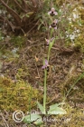 Ophrys bremifera