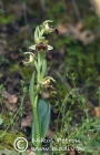 Ophrys bucephala 