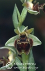 Ophrys bucephala 