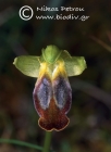 Ophrys calocaerina 