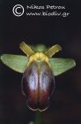Ophrys calocaerina 
