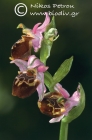 Ophrys calypsus 