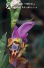 Ophrys calypsus 